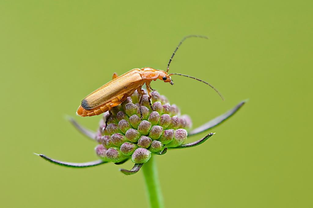 Rhagonycha cfr fulva